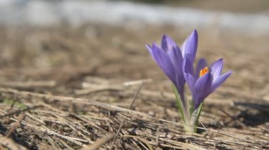 Çiçekler mor ve beyaz doğa bahar