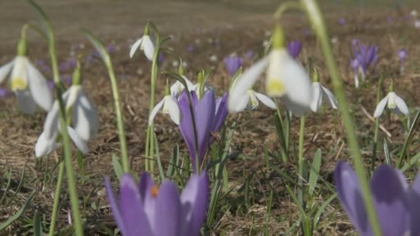 Flores primavera violeta e branco na natureza — Vídeo de Stock