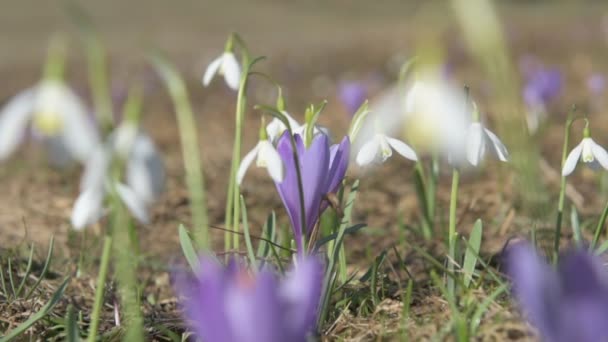 Blommor av våren på berg — Stockvideo