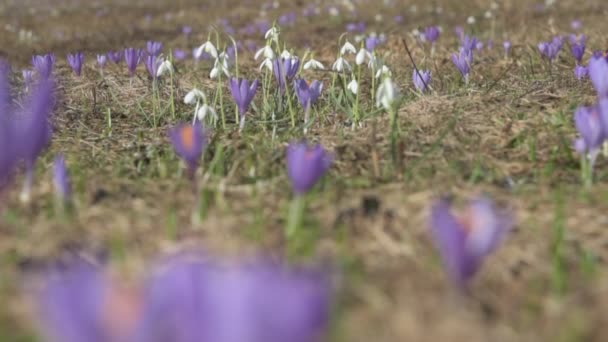 Flor de primavera — Vídeo de Stock