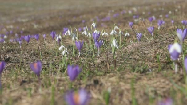 Bloemen violet en wit — Stockvideo