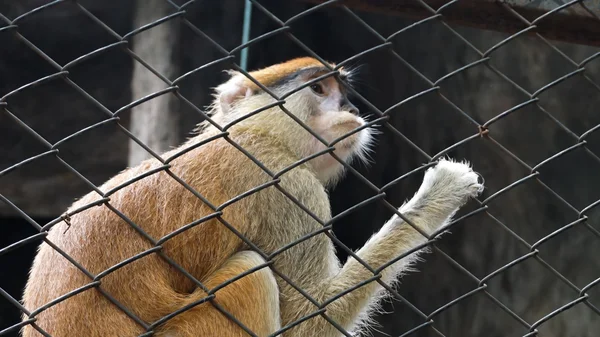 Małpa za gird w zoo — Zdjęcie stockowe