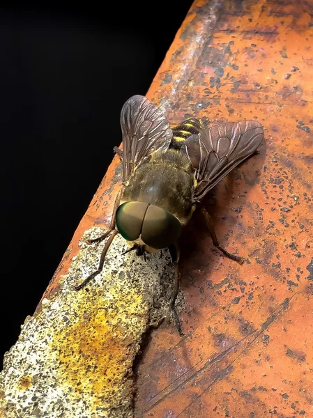 La mosca siede sul corrimano — Foto Stock