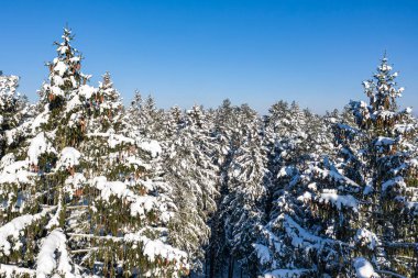Açık ve soğuk bir günde kış ormanı. Güzel Noel ağaçları mavi gökyüzüne karşı karın üzerinde duruyor. Hava görüntüsü, insansız hava aracı görüntüsü..