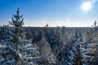 Açık ve soğuk bir günde kış ormanı. Güzel Noel ağaçları mavi gökyüzüne karşı karın üzerinde duruyor. Hava görüntüsü, insansız hava aracı görüntüsü..
