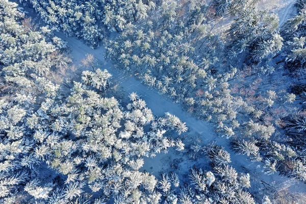 Floresta Inverno Dia Claro Gelado Belas Árvores Estão Cobertas Neve — Fotografia de Stock