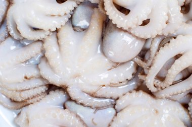 Bir sürü taze ahtapot var. Yukarıdan bak. Makro