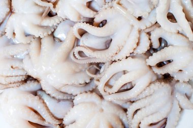 Bir sürü taze ahtapot var. Yukarıdan görüntüle