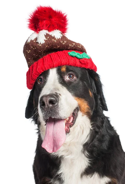 Large Dog Breed Bernese Mountain Dog Red Knitted Hat Close — Stock Photo, Image