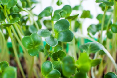 Birçok yeşil turp filizleri yakın planda yetişir. Makro. Mikroyeşil 