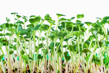 Birçok taze turp filizleri toprakta yetişir, yan manzara. Mikroçimler. Makro. Beyaz arkaplanda izole 