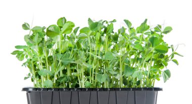 Birçok taze bezelye filizi bir kasede yetişir. Beyaz arka planda izole edilmiş. Mikroçimler. Sağlıklı yemek.