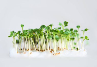 Mikroçimler. Birçok genç lahanası beyaz pamuk üzerinde yetişir. Sağlıklı yiyecekler. Arka plan bulanık. Odaklanmayın