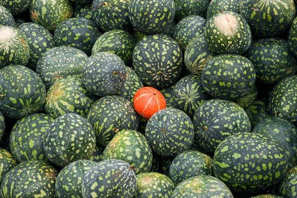 Beaucoup Pastèques Vert Foncé Citrouille Orange Mûre Sur Marché Vente — Photo