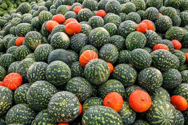 Beaucoup Pastèques Vert Foncé Citrouilles Orange Sur Marché Vente Fruits — Photo