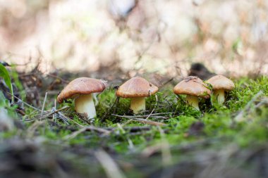 Dört güzel, yenilebilir mantar, yosun ve iğnelerin arka planında yetişir. Makro. Yumuşak odak  