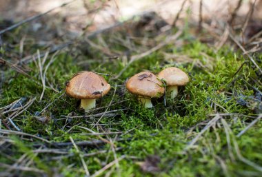 Ormanda, yosun ve iğnelerin arka planında üç yenilebilir mantar yetişiyor. Yakın plan. 