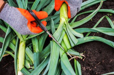 Bir adam dünyanın arka planında taze pırasa yapraklarını makasla keser. Pırasa hasat ediyorum. Depo hazırlığı. Yakın plan. 