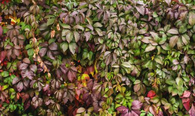 Doğal rengarenk sonbahar yaprakları. Bir dokuma bitkisi. Sonbahar arkaplanı. Çit 