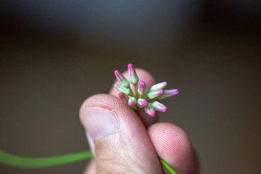 Rangoon sarmaşığının (Quisqualis indica) canlı renklerini ve doğal botanik güzelliklerini gösteren detaylı bir makro fotoğrafı..