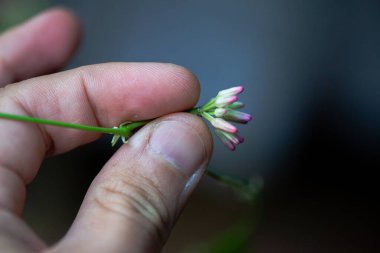 Rangoon sarmaşığının (Quisqualis indica) canlı renklerini ve doğal botanik güzelliklerini gösteren detaylı bir makro fotoğrafı..