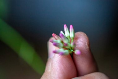 Rangoon sarmaşığının (Quisqualis indica) canlı renklerini ve doğal botanik güzelliklerini gösteren detaylı bir makro fotoğrafı..