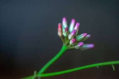 Rangoon sarmaşığının (Quisqualis indica) canlı renklerini ve doğal botanik güzelliklerini gösteren detaylı bir makro fotoğrafı..