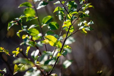 Çıplak bir dala yapışan tek bir yaprağın şiirsel sonbahar fotoğrafı yalnızlığı, değişimi ve düşüşün sessiz güzelliğini simgeliyor..