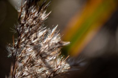 Sakin bir doğa fotoğrafı kuru bir sazlığı ve yumuşak akşam ışığında dikenli bir dalı yakalıyor, sakin ve şiirsel bir atmosfer yaratıyor..