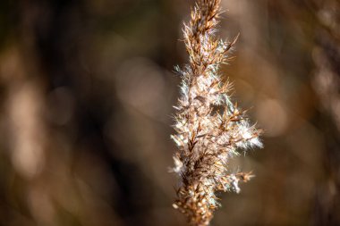 Sakin bir doğa fotoğrafı kuru bir sazlığı ve yumuşak akşam ışığında dikenli bir dalı yakalıyor, sakin ve şiirsel bir atmosfer yaratıyor..