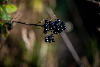Yeşil yapraklı ince bir daldaki siyah dutların yakın plan fotoğrafı, doğal gün ışığında ve yumuşak bulanık arka planda çekildi..