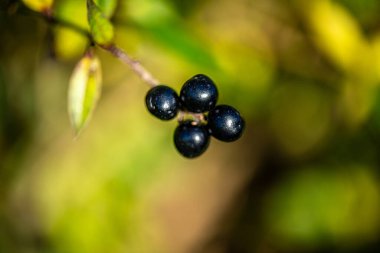 Yeşil yapraklı ince bir daldaki siyah dutların yakın plan fotoğrafı, doğal gün ışığında ve yumuşak bulanık arka planda çekildi..