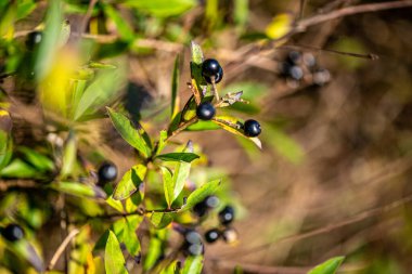 Yeşil yapraklı ince bir daldaki siyah dutların yakın plan fotoğrafı, doğal gün ışığında ve yumuşak bulanık arka planda çekildi..
