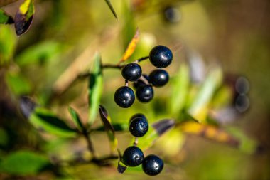 Yeşil yapraklı ince bir daldaki siyah dutların yakın plan fotoğrafı, doğal gün ışığında ve yumuşak bulanık arka planda çekildi..