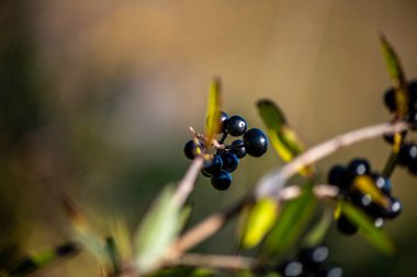 Yeşil yapraklı ince bir daldaki siyah dutların yakın plan fotoğrafı, doğal gün ışığında ve yumuşak bulanık arka planda çekildi..