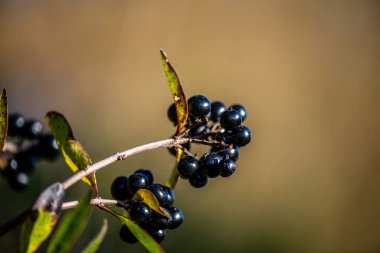 Yeşil yapraklı ince bir daldaki siyah dutların yakın plan fotoğrafı, doğal gün ışığında ve yumuşak bulanık arka planda çekildi..