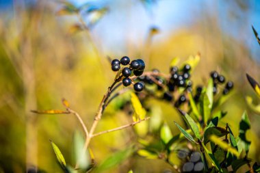 Yeşil yapraklı ince bir daldaki siyah dutların yakın plan fotoğrafı, doğal gün ışığında ve yumuşak bulanık arka planda çekildi..