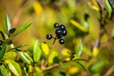 Yeşil yapraklı ince bir daldaki siyah dutların yakın plan fotoğrafı, doğal gün ışığında ve yumuşak bulanık arka planda çekildi..