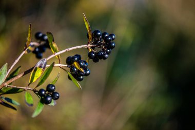 Yeşil yapraklı ince bir daldaki siyah dutların yakın plan fotoğrafı, doğal gün ışığında ve yumuşak bulanık arka planda çekildi..