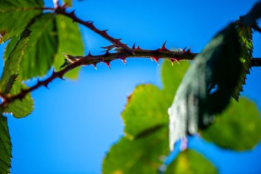 Keskin yakın plan bir fotoğraf yeşil yapraklı dikenli bitki gövdesi, parlak mavi bir gökyüzü karşısında yakalandı, doğal karşıtlık ve dokuyu vurguluyor.