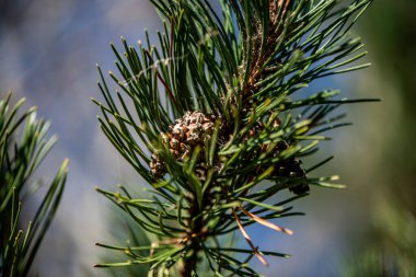 Yeşil iğneleri olan bir çam ağacının detaylı yakın plan fotoğrafı ve küçük bir koni, yumuşak bir arka plan bulanıklığı ile doğal gün ışığında yakalanır..