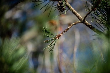 Yeşil iğneleri olan bir çam ağacının detaylı yakın plan fotoğrafı ve küçük bir koni, yumuşak bir arka plan bulanıklığı ile doğal gün ışığında yakalanır..