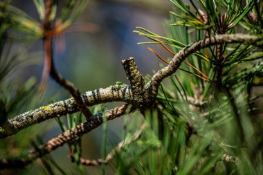 Yeşil iğneleri olan bir çam ağacının detaylı yakın plan fotoğrafı ve küçük bir koni, yumuşak bir arka plan bulanıklığı ile doğal gün ışığında yakalanır..