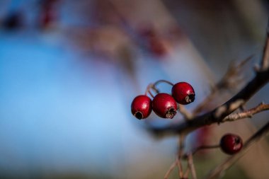 İnce bir dal üzerinde asılı tek bir kırmızı böğürtlen ayrıntılı makro fotoğraf, yumuşak bulanık bir arka plan ile onun doğal rengi ve dokusu vurgulanıyor.