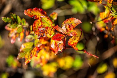 İnce bir dal üzerinde asılı tek bir kırmızı böğürtlen ayrıntılı makro fotoğraf, yumuşak bulanık bir arka plan ile onun doğal rengi ve dokusu vurgulanıyor.