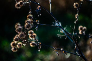 Kurumuş devedikeni çiçeklerinin minimalist doğa fotoğrafı berrak mavi bir gökyüzüne karşı siluetlendi, yumuşak doğal güneş ışığıyla aydınlatıldı..