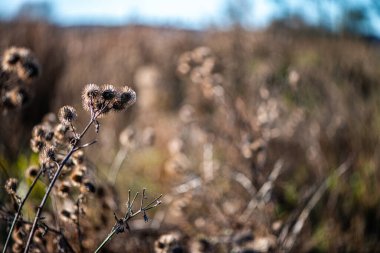 Kurumuş devedikeni çiçeklerinin minimalist doğa fotoğrafı berrak mavi bir gökyüzüne karşı siluetlendi, yumuşak doğal güneş ışığıyla aydınlatıldı..