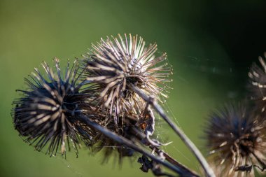 Kurumuş devedikeni çiçeklerinin minimalist doğa fotoğrafı berrak mavi bir gökyüzüne karşı siluetlendi, yumuşak doğal güneş ışığıyla aydınlatıldı..