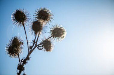 Kurumuş devedikeni çiçeklerinin minimalist doğa fotoğrafı berrak mavi bir gökyüzüne karşı siluetlendi, yumuşak doğal güneş ışığıyla aydınlatıldı..