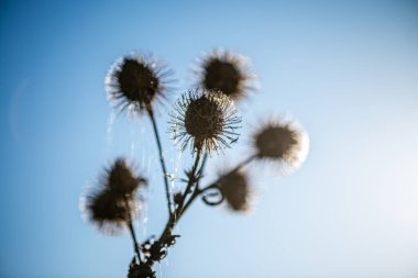 Kurumuş devedikeni çiçeklerinin minimalist doğa fotoğrafı berrak mavi bir gökyüzüne karşı siluetlendi, yumuşak doğal güneş ışığıyla aydınlatıldı..